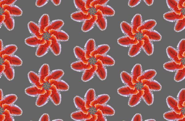 FLEURS DE PLUMES – Image 4
