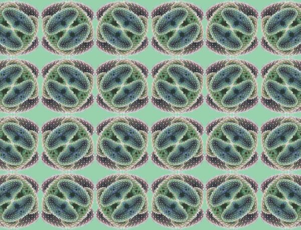 PLUMES – Image 2